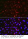 Ectodysplasin-A (EDA) Antibody
