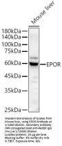 EPOR Antibody