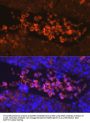 EPOR Antibody