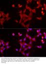EPOR Antibody