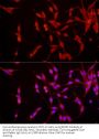 EPOR Antibody
