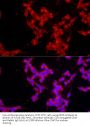 EPOR Antibody