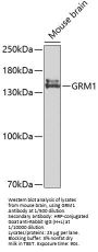 Glutamate Metabotropic Receptor 1 (GRM1) Antibody