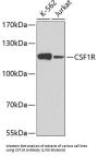 Macrophage Colony-Stimulating Factor 1 Receptor (CSF1R) Antibody