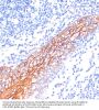 Cadherin-1 / E-Cadherin (CDH1) Antibody