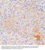 Cadherin-1 / E-Cadherin (CDH1) Antibody