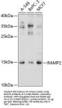 Receptor Activity Modifying Protein 2 (RAMP2) Antibody