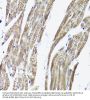 Receptor Activity Modifying Protein 2 (RAMP2) Antibody
