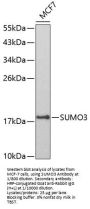 Small Ubiquitin-Related Modifier 3 (SUMO3) Antibody
