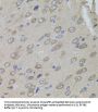 Small Ubiquitin-Related Modifier 3 (SUMO3) Antibody