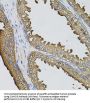 Small Ubiquitin-Related Modifier 3 (SUMO3) Antibody