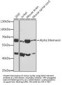 Internexin Neuronal Intermediate Filament Protein Alpha (INA) Antibody