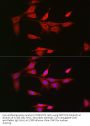Neurogenic Locus Notch Homolog Protein 3 (NOTCH3) Antibody