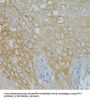 Neurotrophin 3 (NTF3) Antibody
