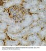 Neurotrophin 3 (NTF3) Antibody