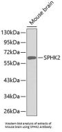 Sphingosine Kinase 2 (SPHK2) Antibody