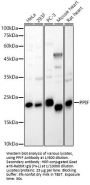 Peptidylprolyl Isomerase F / CYPF (PPIF) Antibody