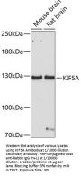 Kinesin Family Member 5A (KIF5A) Antibody