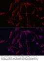 Kinesin Family Member 5A (KIF5A) Antibody