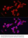 Kinesin Family Member 5A (KIF5A) Antibody