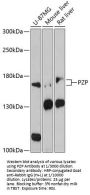 Pregnancy Zone Protein (PZP) Antibody