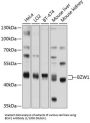Basic Leucine Zipper And W2 Domain-Containing Protein 1 (BZW1) Antibody