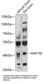 Ring Finger Protein 150 (RNF150) Antibody