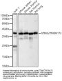 Stimulator of Interferon Genes Protein / TMEM173 (STING1) Antibody