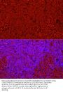 Stimulator of Interferon Genes Protein / TMEM173 (STING1) Antibody