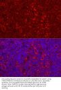 Stimulator of Interferon Genes Protein / TMEM173 (STING1) Antibody