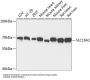 Solute Carrier Family 16 Member 2 (SLC16A2) Antibody