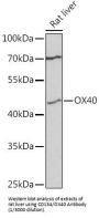 Tumor Necrosis Factor Receptor Superfamily Member 4 / CD134 (TNFRSF4) Antibody