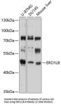 ERO1-Like Beta (S. Cerevisiae) (ERO1LB) Antibody