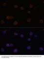 Anoctamin-2 (ANO2) Antibody
