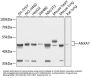 Annexin A7 (ANXA7) Antibody