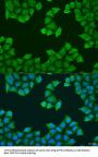 ATP Synthase-Coupling Factor 6, Mitochondrial (ATP5PF) Antibody