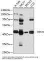 D-Beta-Hydroxybutyrate Dehydrogenase, Mitochondrial (BDH1) Antibody