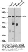 CD97 Antigen (ADGRE5) Antibody
