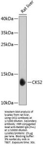 Cyclin-Dependent Kinases Regulatory Subunit 2 (CKS2) Antibody