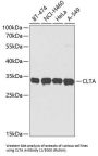 Clathrin Light Chain A (CLTA) Antibody