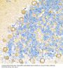 Cytochrome C Oxidase Subunit 6A1 (COX6A1) Antibody