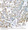 Cytochrome C Oxidase Subunit 6A1 (COX6A1) Antibody