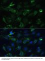 Cytochrome C Oxidase Subunit 6A1 (COX6A1) Antibody