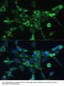 Cytochrome C Oxidase Subunit 6A1 (COX6A1) Antibody