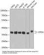 Coproporphyrinogen Oxidase (CPOX) Antibody