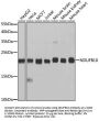 NADH Ubiquinone Oxidoreductase Subunit B10 (NDUFB10) Antibody