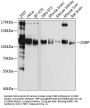 Oxysterol Binding Protein 1 (OSBP) Antibody
