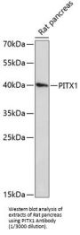 Pituitary Homeobox 1 (PITX1) Antibody