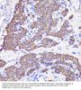Ubiquitin-Like Protein 3 (UBL3) Antibody