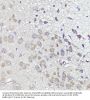 Ubiquitin-Like Protein 3 (UBL3) Antibody